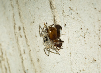 Jumping Spider eat Soldier fly or Oplodontha viridula on Nature.