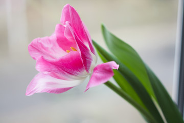 Obraz premium Bouquet of pink tulips on a mirror background.