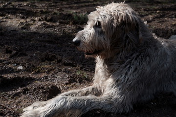 Irischer Wolfshund