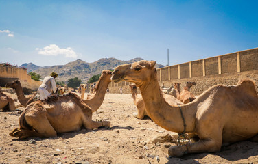 Sitting Beige Camel on the Aminal Market in Keren, Eritrea