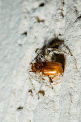 Jumping Spider eat Soldier fly or Oplodontha viridula on Nature.