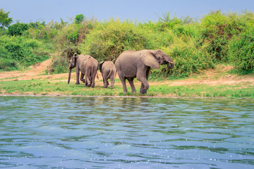 African bush elephant (Loxodonta africana) Drinking water from Kazinga Channel, Lake Edward,...