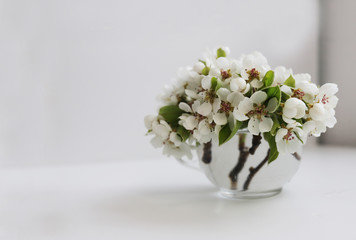 Spring composition with blooming pear branches in the house. Place for text. Front view.