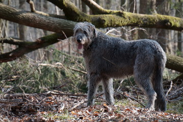 Irischer Wolfshund