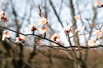 beautiful, tender, pink flowers of a blooming apricot on a branch, in early spring against the blue sky on a Sunny day