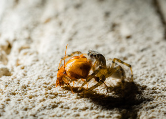 Jumping Spider eat Soldier fly or Oplodontha viridula on Nature.
