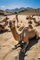 Sitting Beige Camel on the Aminal Market in Keren, Eritrea