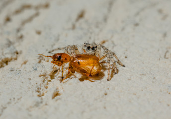 Jumping Spider eat Soldier fly or Oplodontha viridula on Nature.