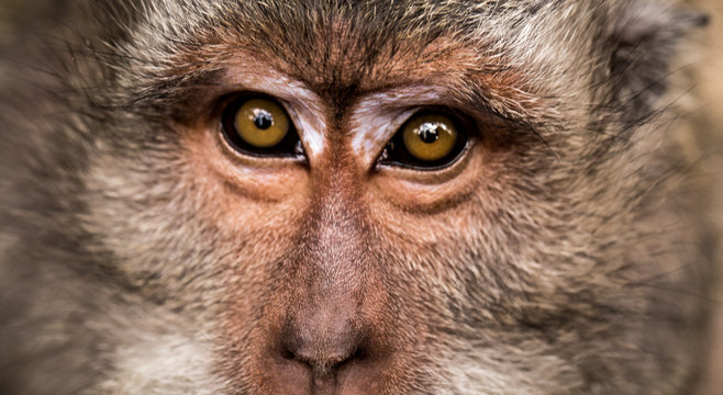 close-up of a monkey absorbs