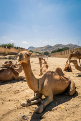 Sitting Beige Camel on the Aminal Market in Keren, Eritrea