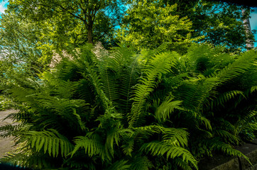 natur
