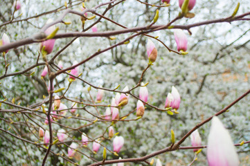 Beautiful blurred floral background. Magnolia tree buds on a tree. Defocused floral background.