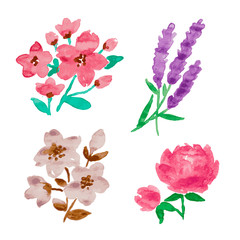 Beautiful set of watercolor hand drawn flowers vector