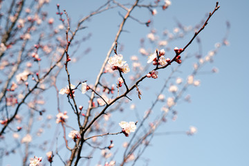 beautiful, tender, pink flowers of a blooming apricot on a branch, in early spring against the blue sky on a Sunny day