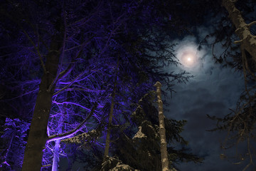 moon view through tree branches