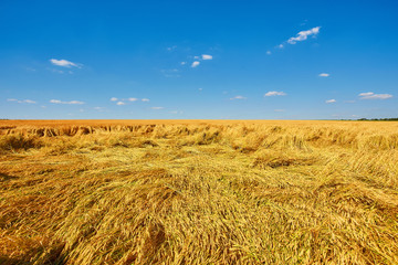 Wheat harvest destroyed by a thunderstorm.