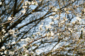 a lot of beautiful, delicate, white flowers blooming cherry plum on a tree branch, in the Botanical garden in the sun, in early spring