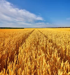 Gordijnen landscape with tractor road in wheat field © Ryzhkov Oleksandr