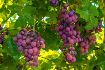 purple grapes growing on a vine © Margalliver