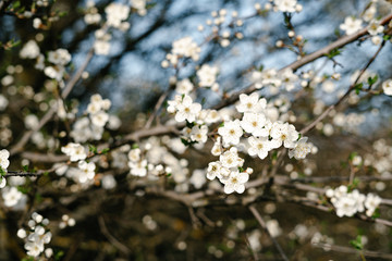 a lot of beautiful, delicate, white flowers blooming cherry plum on a tree branch, in the Botanical garden in the sun, in early spring