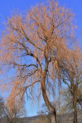 tree in the park
