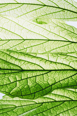 Arri&egrave;re plan v&eacute;g&eacute;tal, macro sur une feuille nervur&eacute;es avec lumi&egrave;re