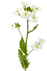 Naklejka na ściany i meble Flowers of arabis, isolated on white background