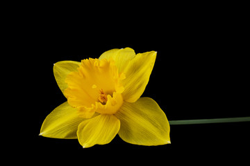 Flower of yellow Daffodil (narcissus), isolated on black background