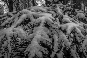 Park im Schnee