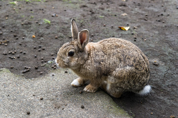 うさぎ　兎