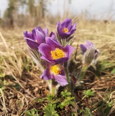 Delicate first spring forest flowers.Purple Pasqueflower.Prairie smoke.Pulsatilla patens.Macro