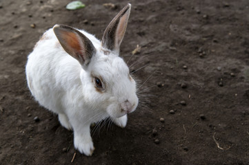うさぎ　兎
