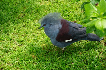 pigeon on the grass
