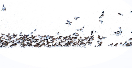 Flock of Snow Bunting (Plectrophenax nivalis)