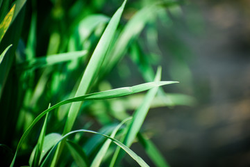 view of crop of wheat in an Indian village