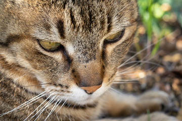 chat en extérieur