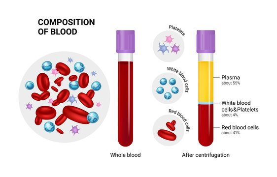 Vector diagram of blood composition. Educational illustration