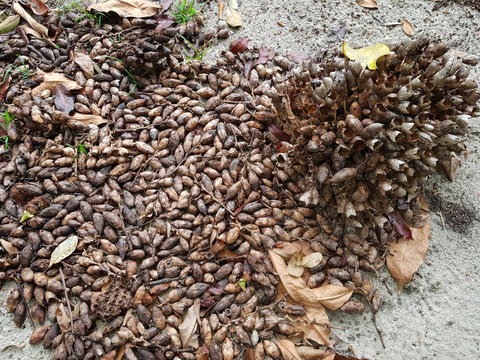 Attalea maripa, commonly called maripa palm is a palm native to tropical South America and Trinidad and Tobago. Amazon rainforest, Brazil