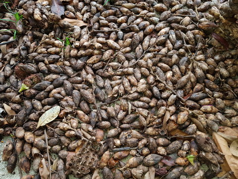 Attalea maripa, commonly called maripa palm is a palm native to tropical South America and Trinidad and Tobago. Amazon rainforest, Brazil