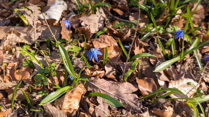 Naklejka na ściany i meble Blue Flowers in the Tergarten Park in Berlin
