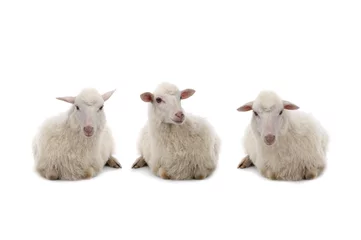 Poster drie Liggende schapen geïsoleerd op een witte achtergrond. © fotomaster
