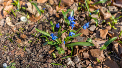 Blue Flowers in the Tergarten Park in Berlin