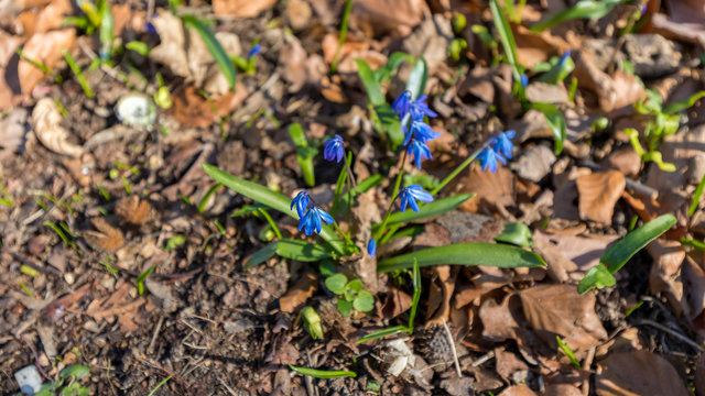 Blue Flowers in the Tergarten Park in Berlin