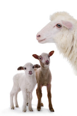 Mother sheep and little sheep isolated on white background.