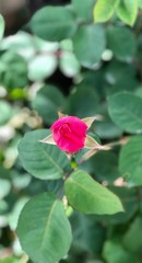 red rose in the garden
