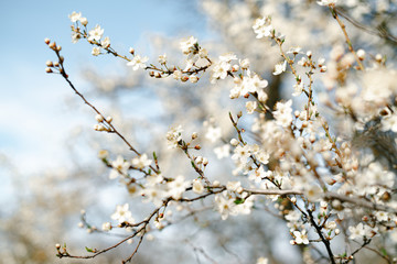 Obraz premium a lot of beautiful, delicate, white flowers blooming cherry plum on a tree branch, in the Botanical garden in the sun, in early spring