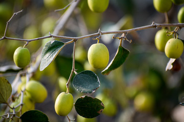 selective focused view of jujube in an Indian village