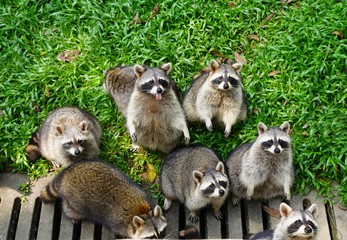 cute good raccoons waiting for yummy treats