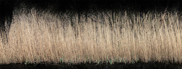Panorama of dry reed on the lake shore