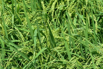 Fototapeta na wymiar Green rice fields Use as wallpaper